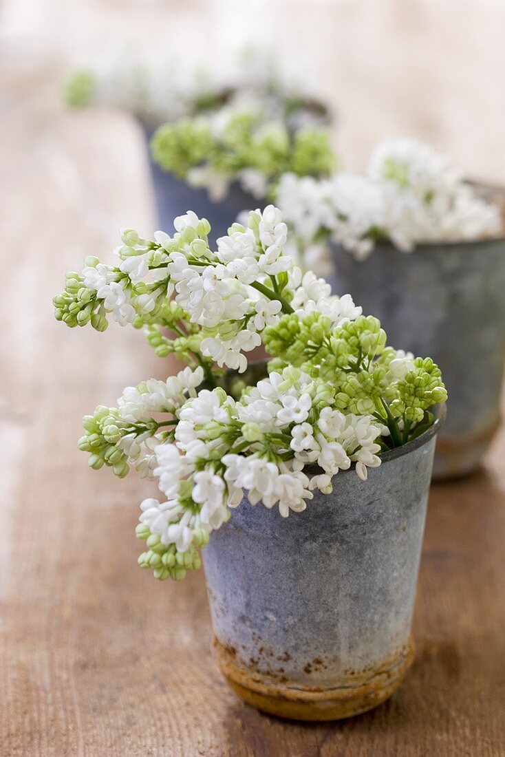 White lilac in metal pots