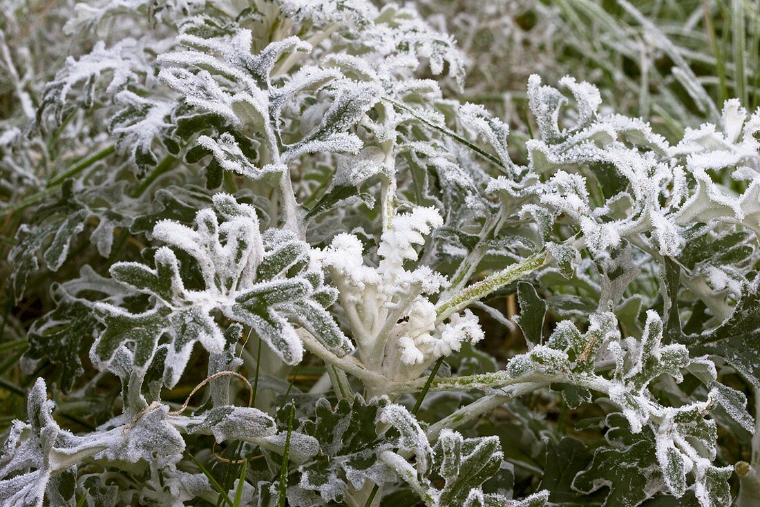 Senecio with hoar frost