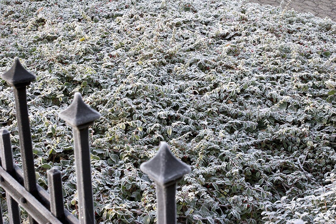 Hoar frost on a bed of ivy and privet