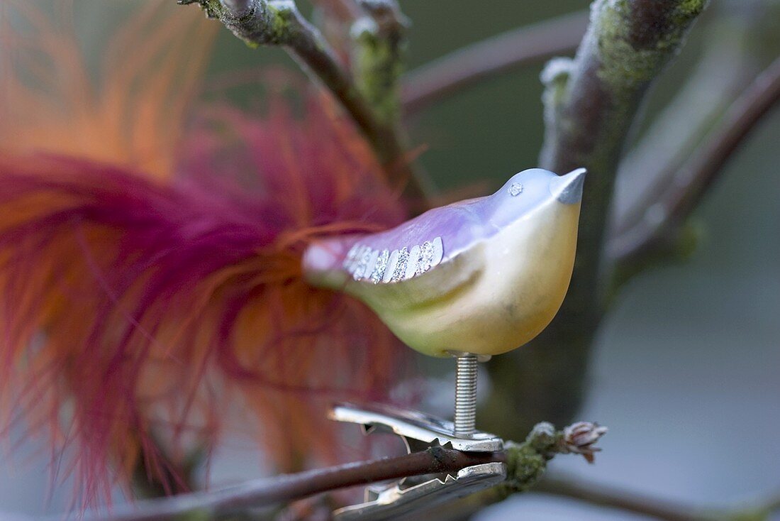 Glasvogel auf dem Ast eines Zierapfelbaumes
