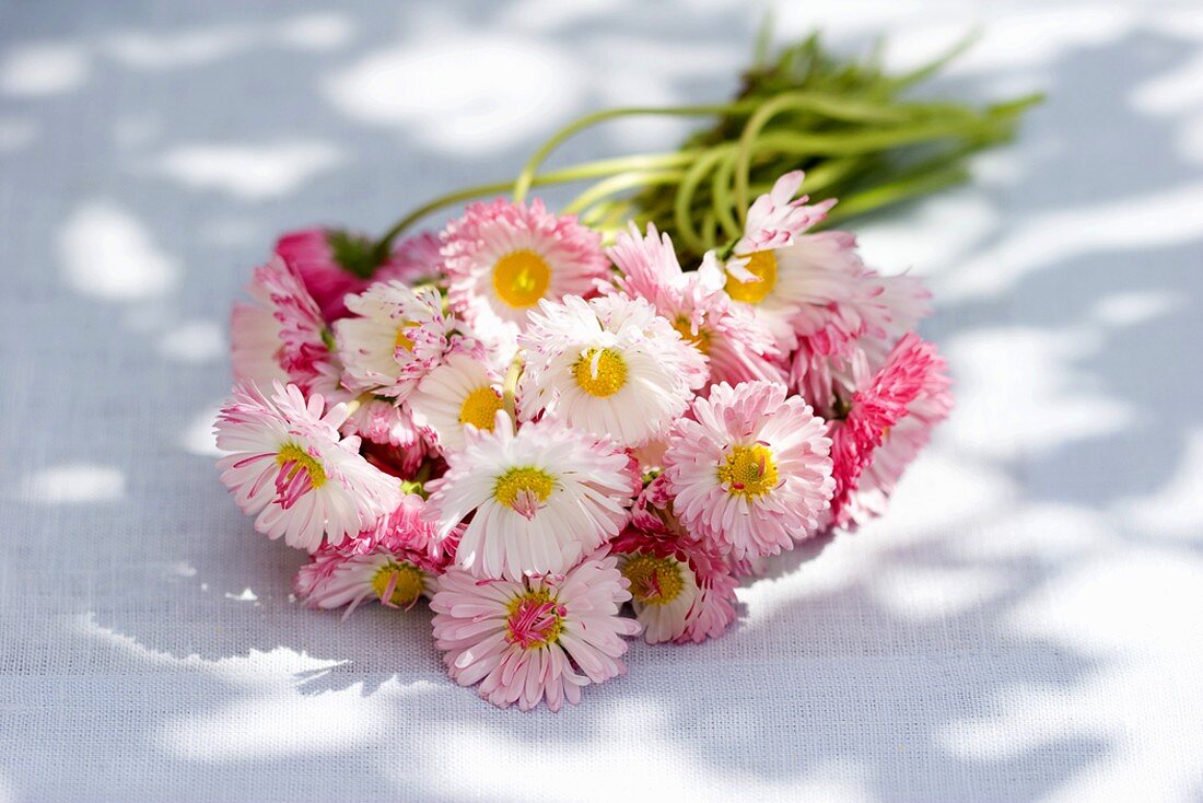 Posy of white and pink bellis flowers