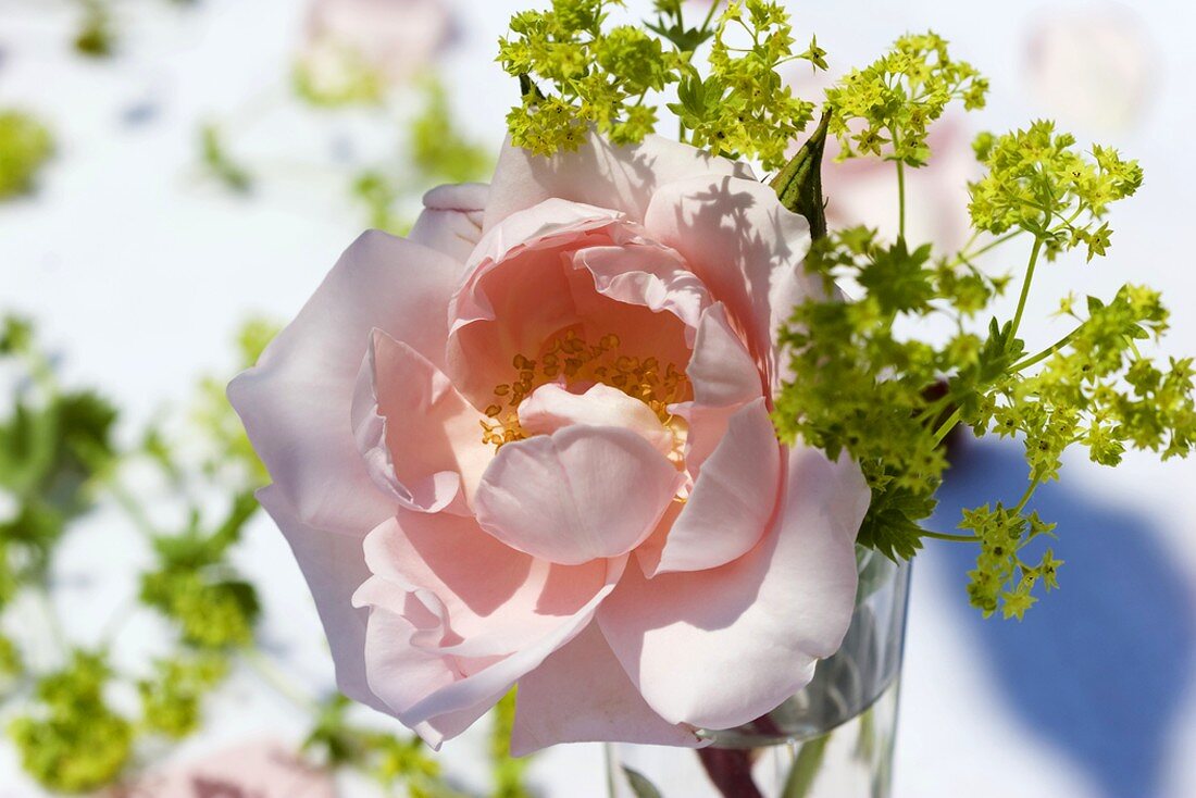 Rosa Rosenblüte und Frauenmantel