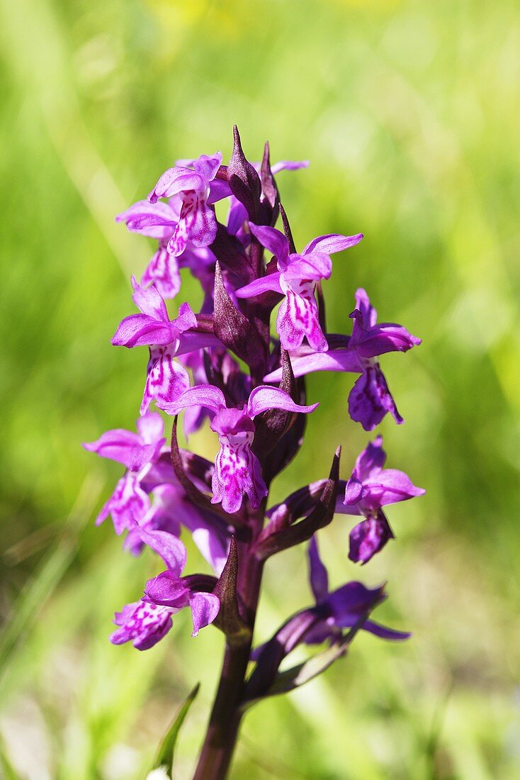 Wohlriechende Händelwurz (Gymnadenia odoratissima)