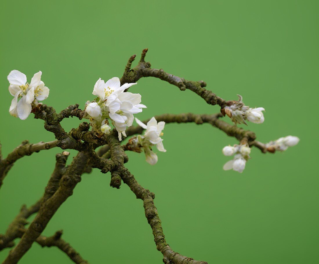 A sprig of apple blossoms against a green background