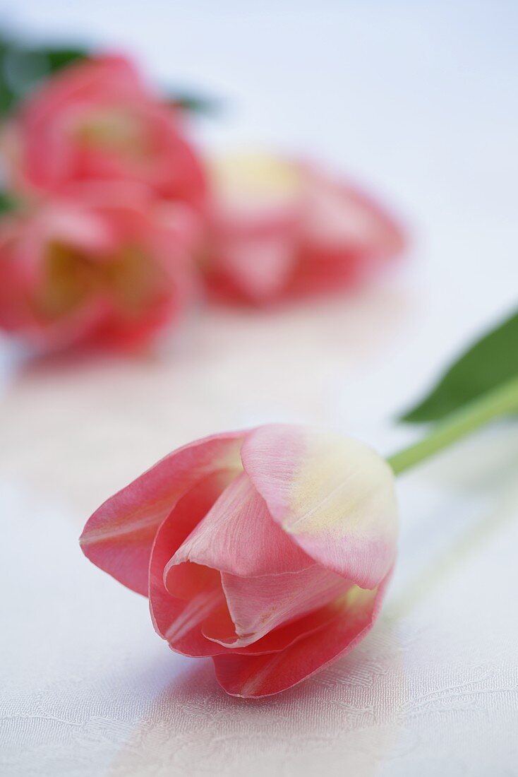 Pink tulips