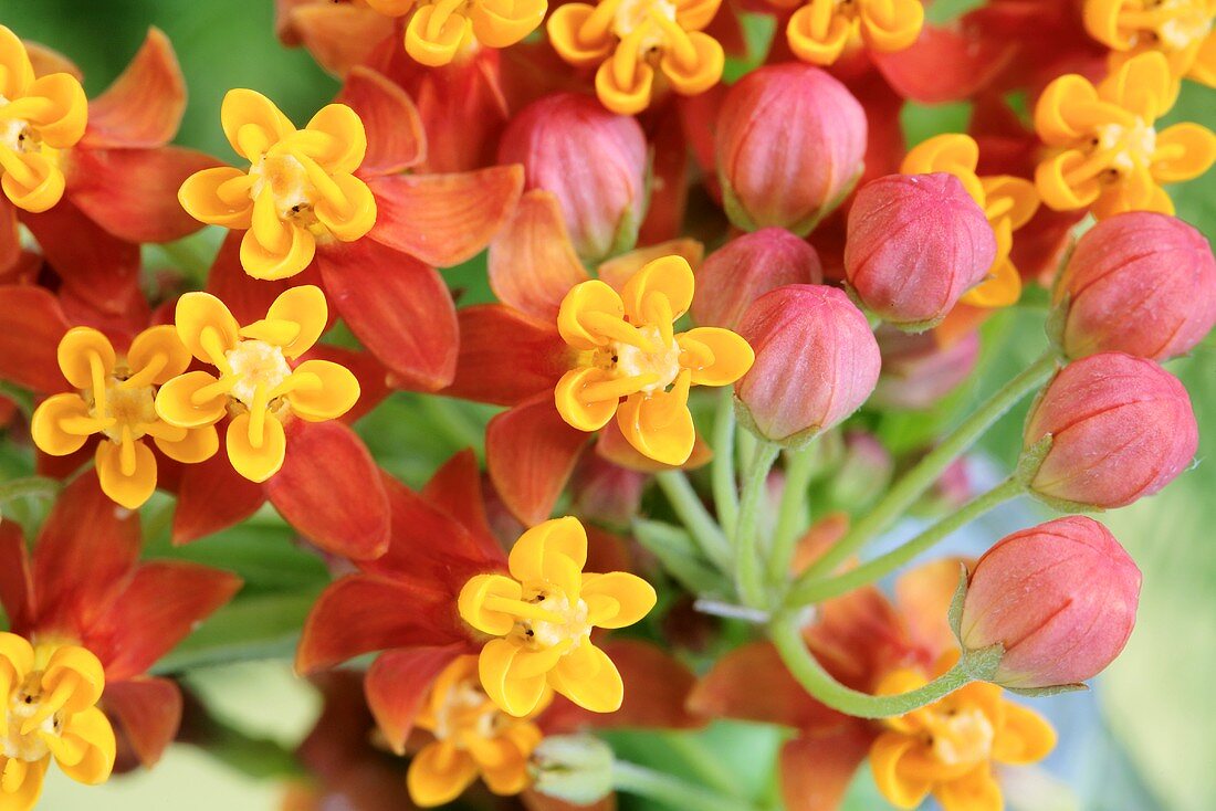 Exotic flowers (close up)