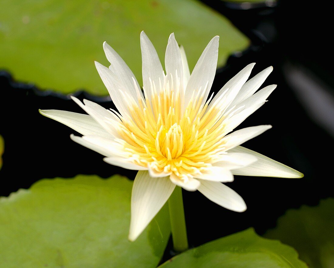 Eine weiße Lotusblüte