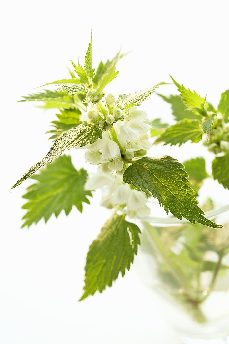 Taubnessel mit Blüten