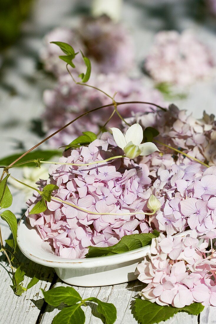 Hydrangeas and clematis shoots in a bowl