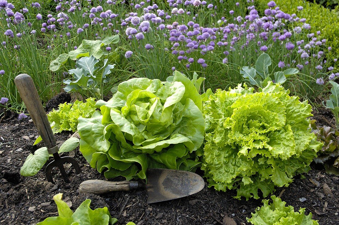Various types of lettuce and herbs in garden