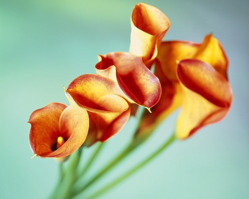 Kalla Bilder – Interior Design-Fotos kaufen living4media