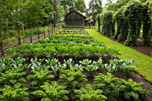 Gemüsegarten Bilder Interior DesignFotos kaufen living4media