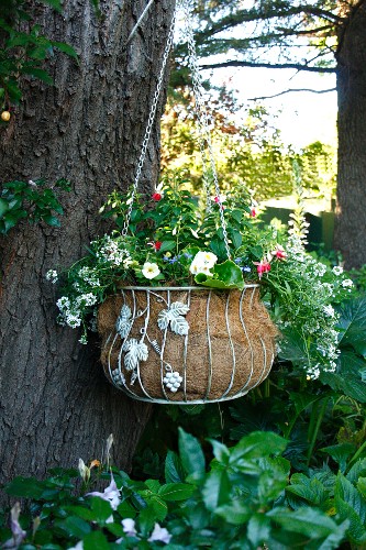 Hanging basket lined with coconut fibre hanging from tree