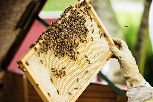 Imkerei Bilder – Interior Design-Fotos kaufen living4media