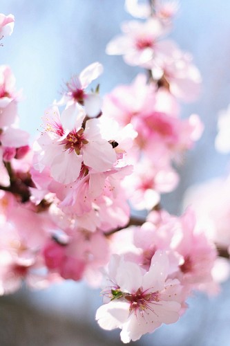 Bluehende Zweige Bilder – Interior Design-Fotos kaufen living4media