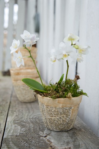 Übertopf Bilder – Interior Design-Fotos kaufen living4media