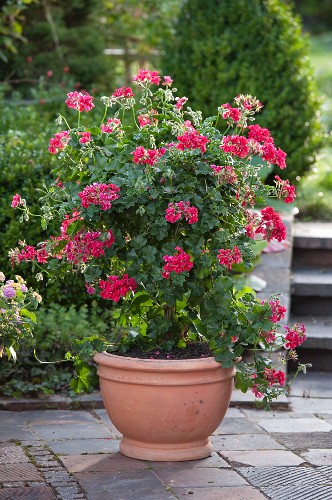 Rankhilfe Bilder – Interior Design-Fotos kaufen living4media