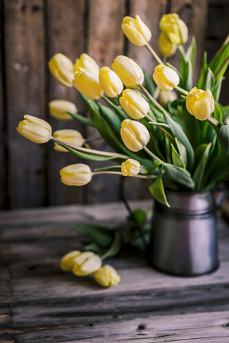Tulpenstrauß Bilder – Interior Design-Fotos kaufen living4media