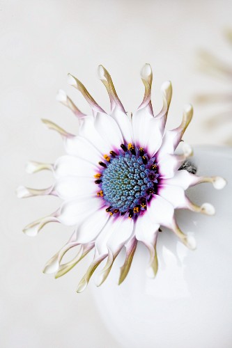 A Blue Daisy In A Round Vase Buy Image Living4media