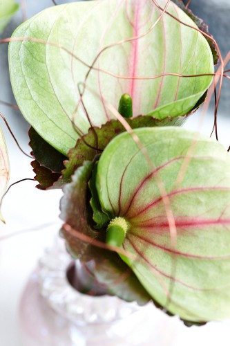 Anthurium Bilder – Interior Design-Fotos kaufen living4media