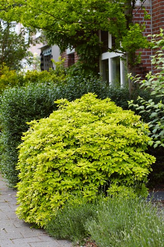 Büsche im eines Wohnhauses Bild kaufen 11086984 living4media