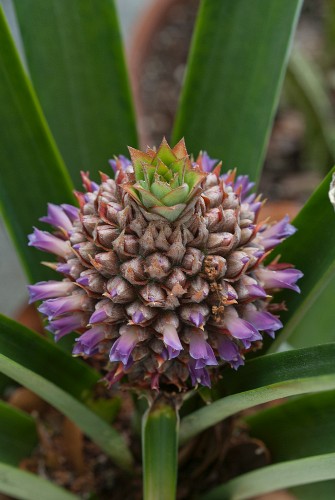 Pflanze Bilder – Interior Design-Fotos kaufen living4media