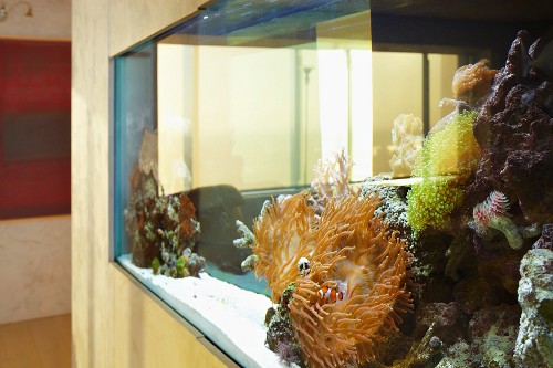 Grosses Aquarium In Wand Eingebaut Bild Kaufen 11150936 Living4media