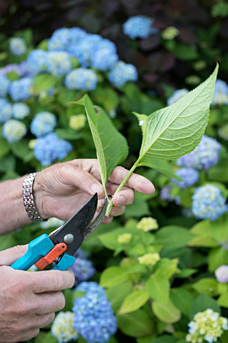 Hand holding hydrangea sprig (to propagate from cutting)