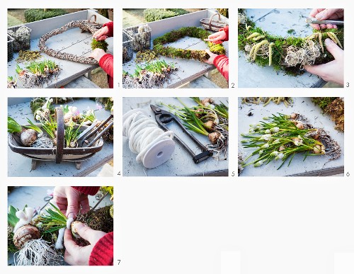 Instructions for making a wreath with bulbs and moss