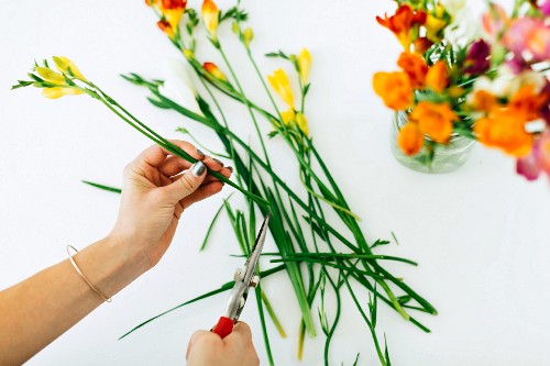 Trimming freesia stems with secateurs
