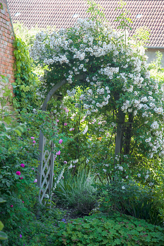 Rosenbogen im Garten - Bild kaufen - 12458722 living4media