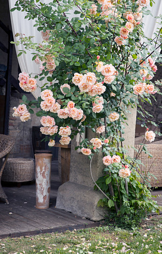 Rosenstrauch Bilder – Interior Design-Fotos kaufen living4media