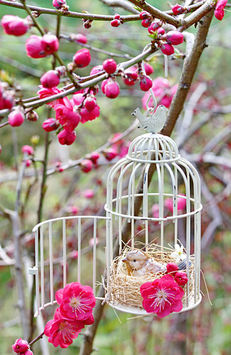 ornamental bird cage