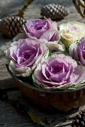 Schale Bilder – Interior Design-Fotos kaufen living4media