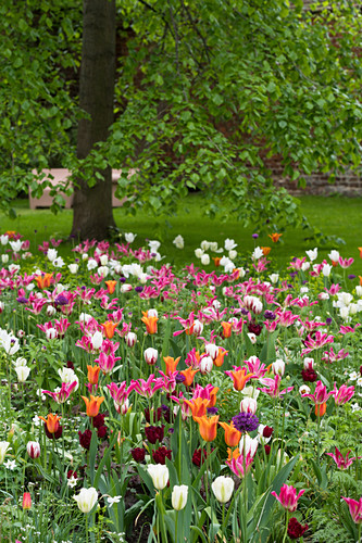 Tulpenwiese Und Baum Im Garten Bild Kaufen 12669574 Living4media