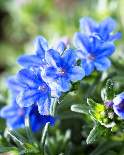 lithodora blauer steinsame diffusa living4media legen