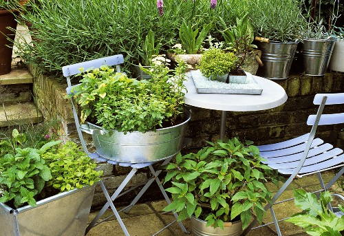 Viele verschiedene Kräuter in Töpfen im … – Bild kaufen – 332394