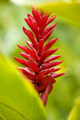 A Red Ginger Flower Buy Image Living4media
