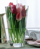 Tulips in glass vase