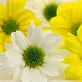 weiße und gelbe Chrysanthemen