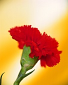 Red carnation 