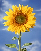 A sunflower against blue sky
