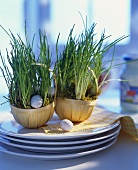 Chives in flowerpots surrounded by eggs