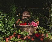 Frische Kräuter und Blumen am Wandbrunnen