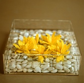 Yellow flowers with stones in glass container