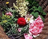 Medicinal flowers and herbs in a wicker bowl