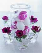 weiße und lila Eier mit Feder im Glas, rundherum Anemonen