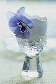 White eggshell with violets in eggcup