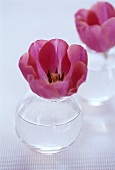 Tulips in glass vases