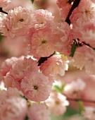 Pink cherry blossom